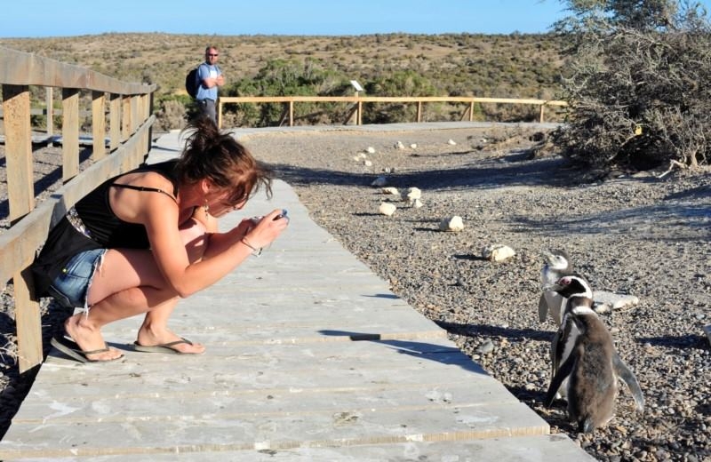 Punta Tombo con Box Lunch + City Tour en Puerto Madryn 3
