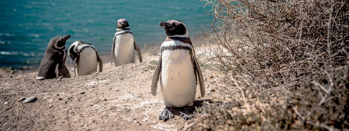 Península Valdés con Box Lunch + City Tour en Puerto Madryn 3