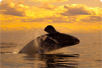 Avistaje de Ballenas Embarcado 1