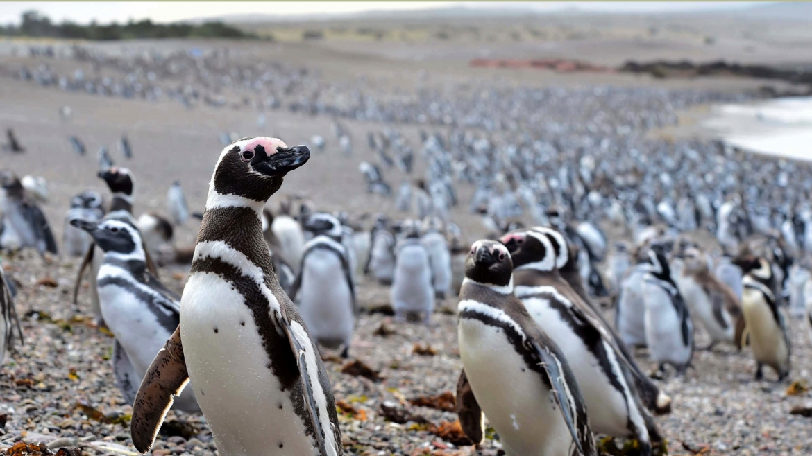 Punta Tombo con Box Lunch + City Tour en Puerto Madryn 1