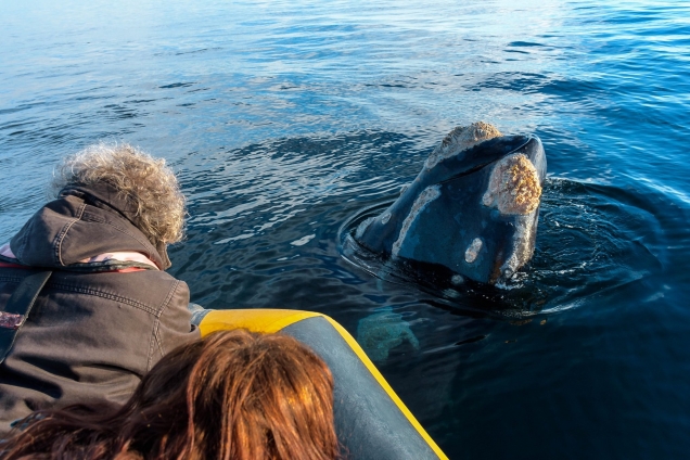 Imagen principal del artículo LOS MEJORES TIPS PARA TU VIAJE A PUERTO MADRYN