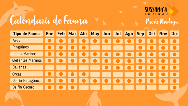 Imagen principal del artículo CALENDARIO DE FAUNA PUERTO MADRYN PENINSULA VALDÉS